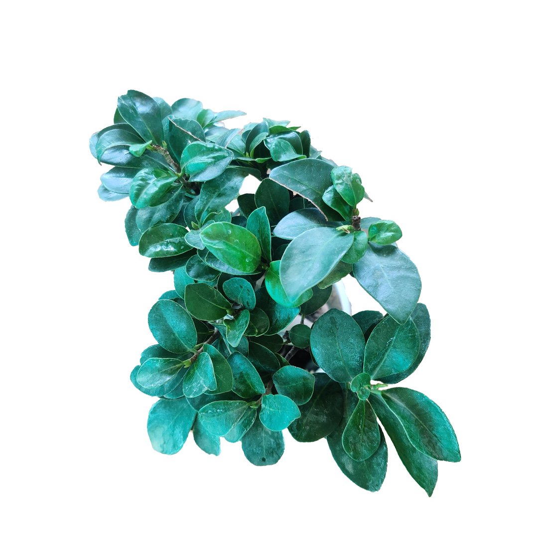 Ficus Retusa Bonsai